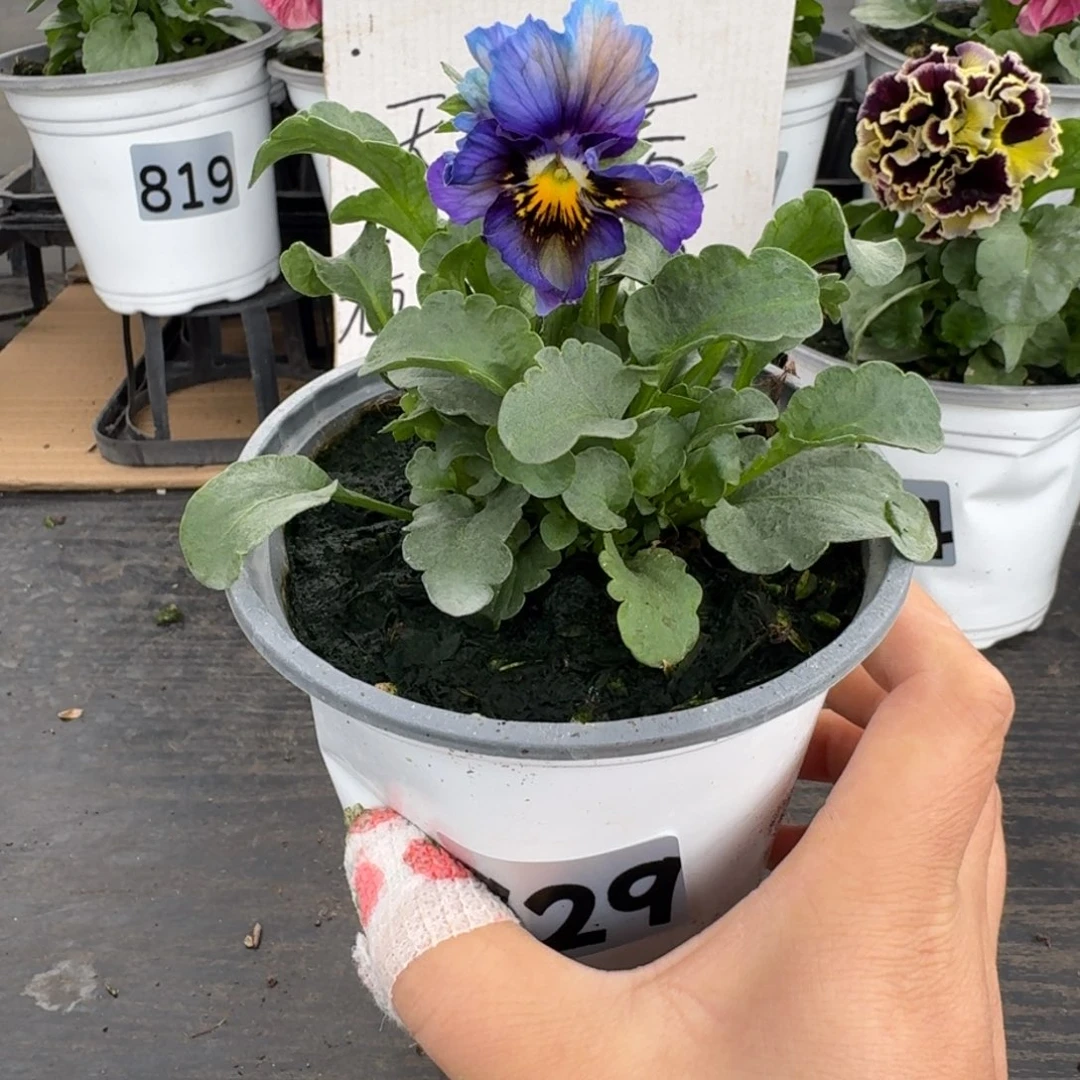 全部花朵929号月光