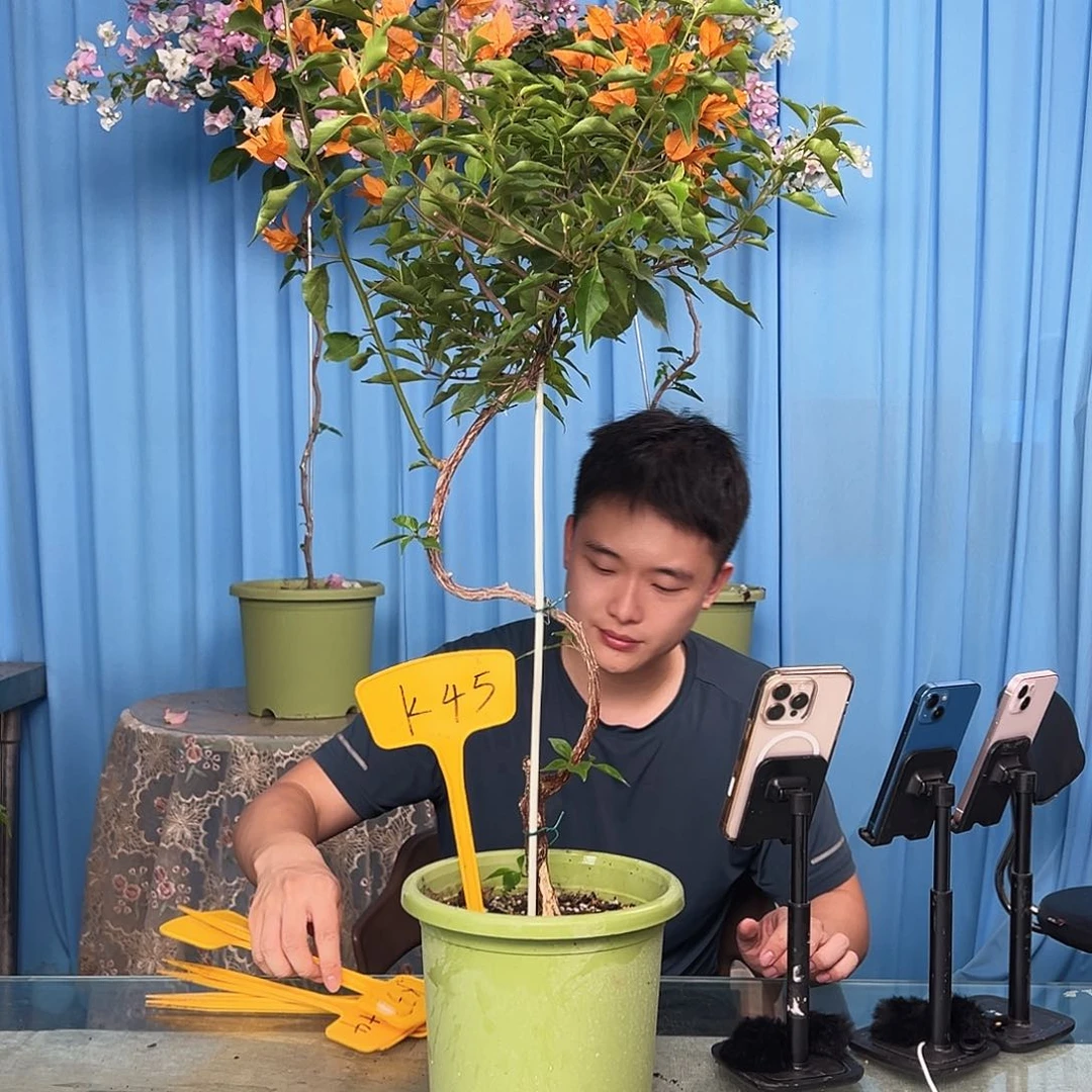 星****当前无花栽培后可以开花K45橙桑巴