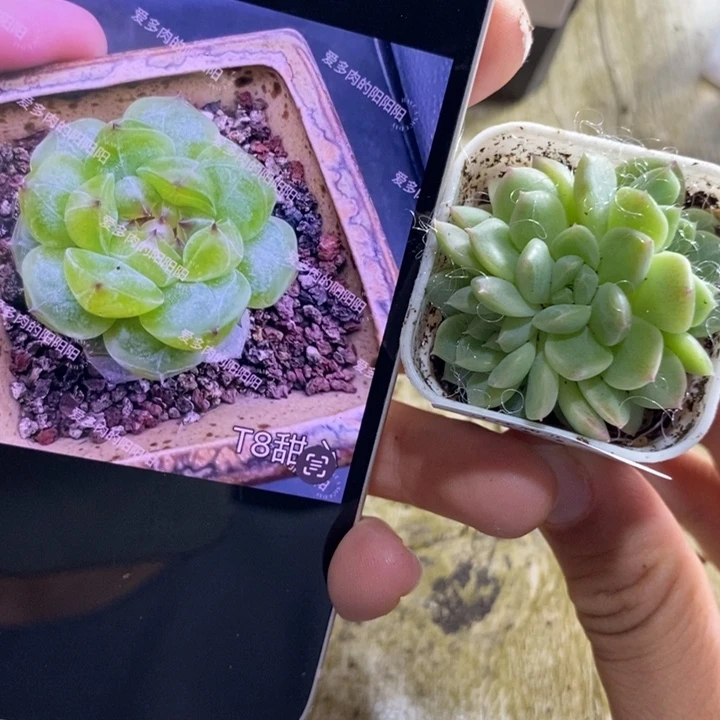 标签833甜心t8群生一个多肉