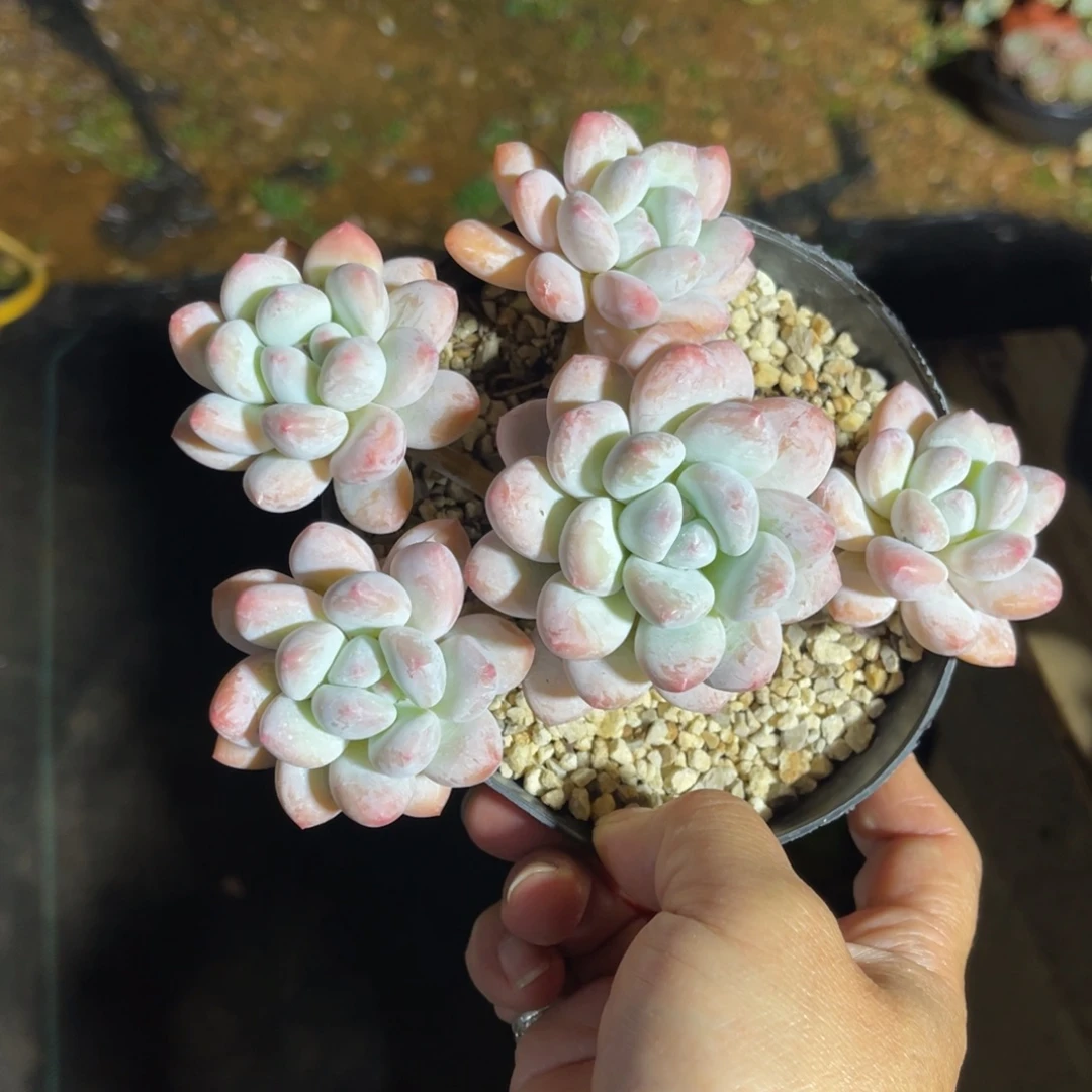 香水 一物一拍不支持退换