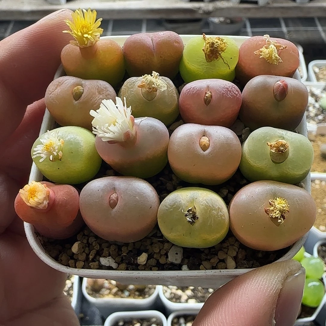 彩毛16颗裸根发货