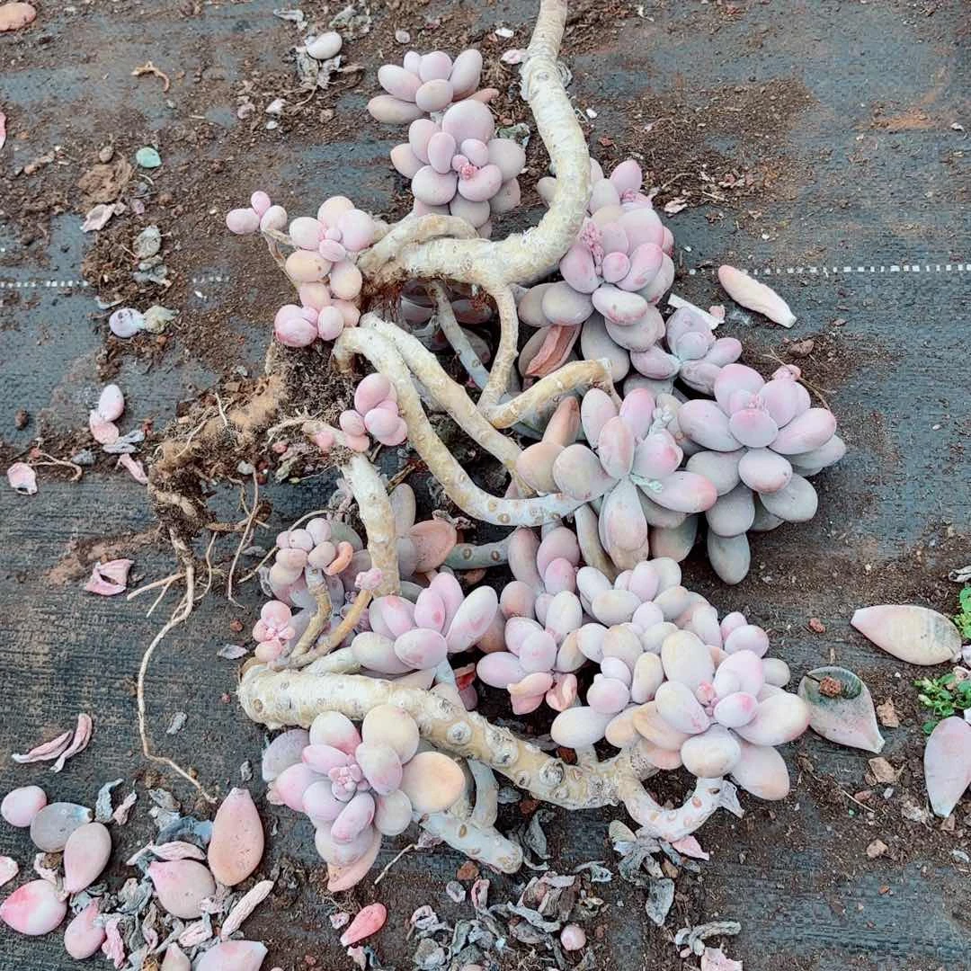 曾**美桃蛋散装不售后 25         