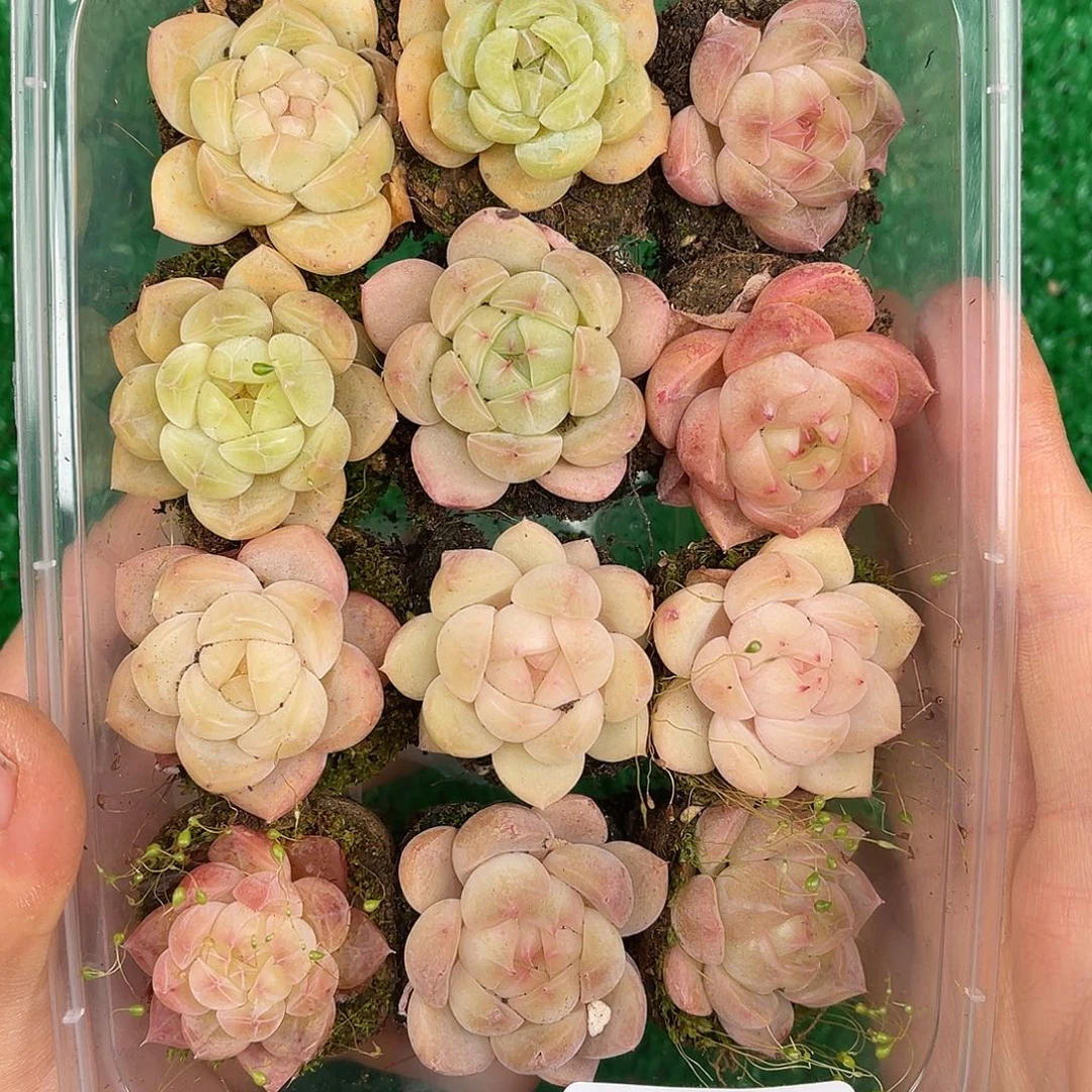 多肉一物一拍26-81