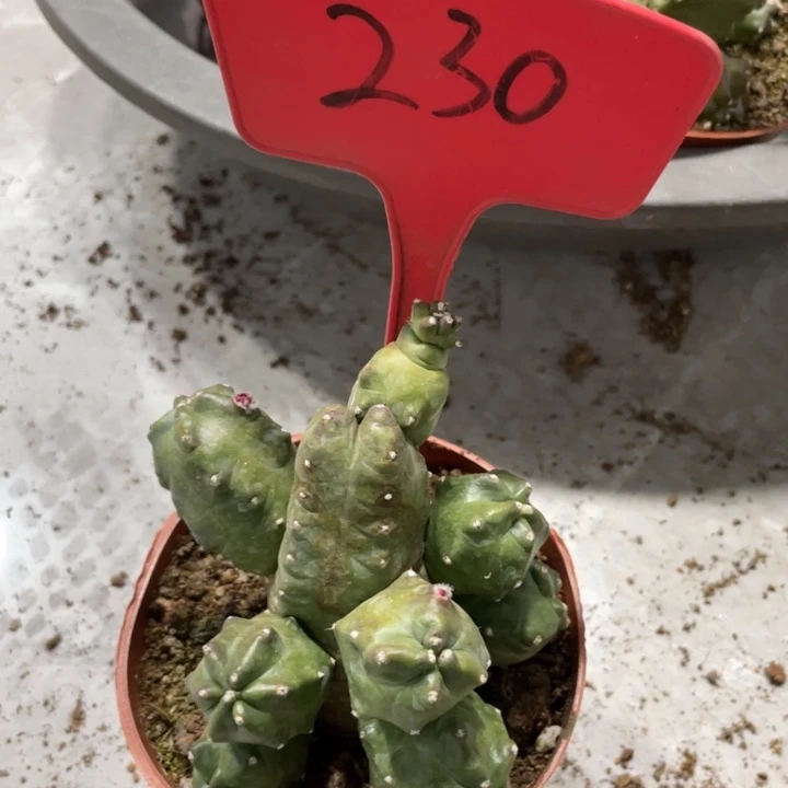 橙桃新品多头一物一拍230