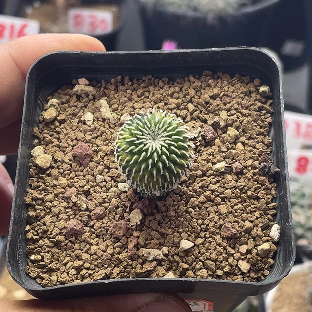 实生刺缀精巧殿散斑锦