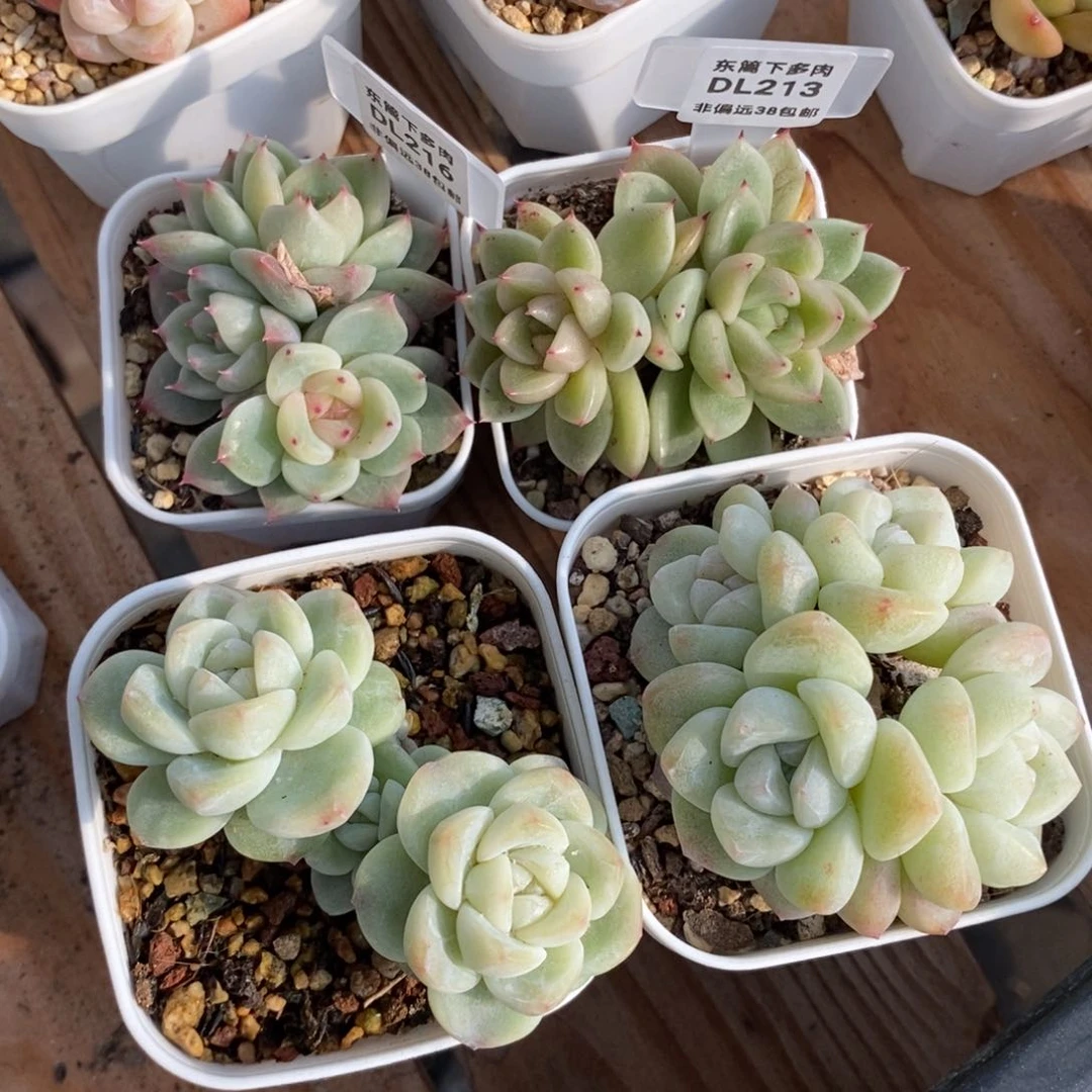 饭*?213➕216四颗东篱下多肉植物