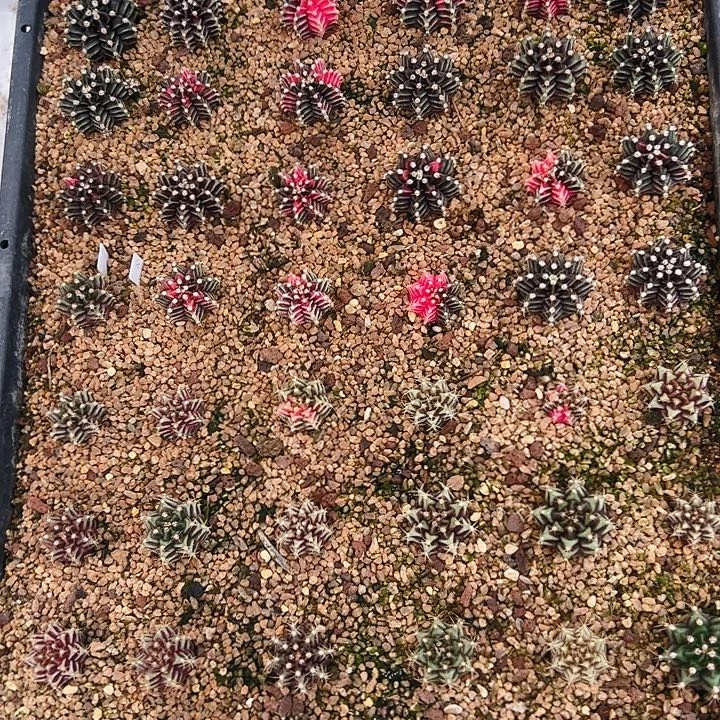 当前无花栽培后可以开花整盘