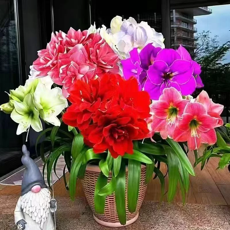 基地清球，规格7+组合球