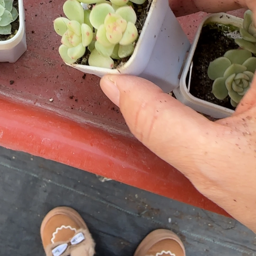 .***~628 三头盆1床一个满25包