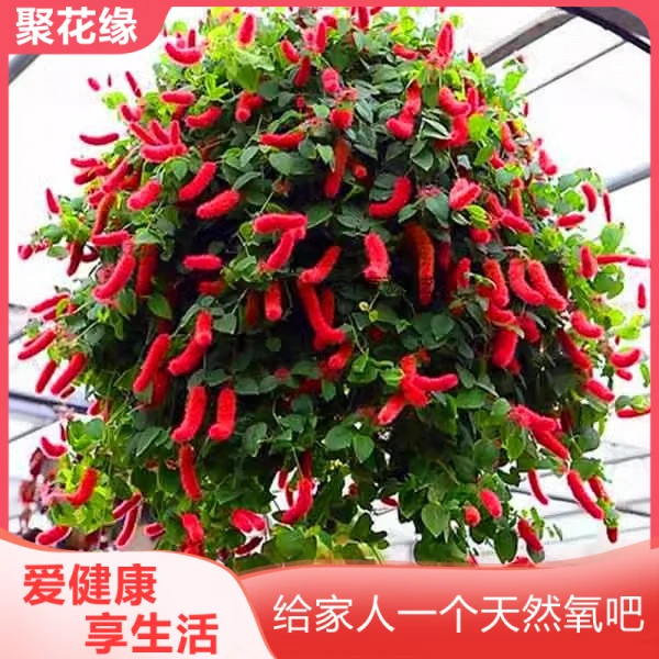 红缨吊兰岁岁红垂吊盆栽狗尾红口红吊兰红色吊兰垂吊花卉花期久