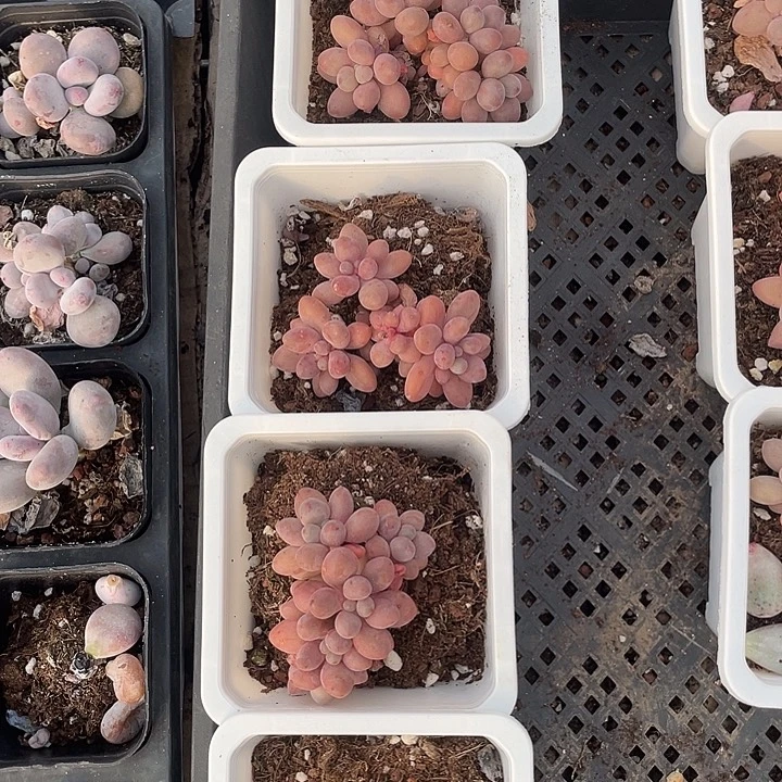 桃花奶随机发满18包邮