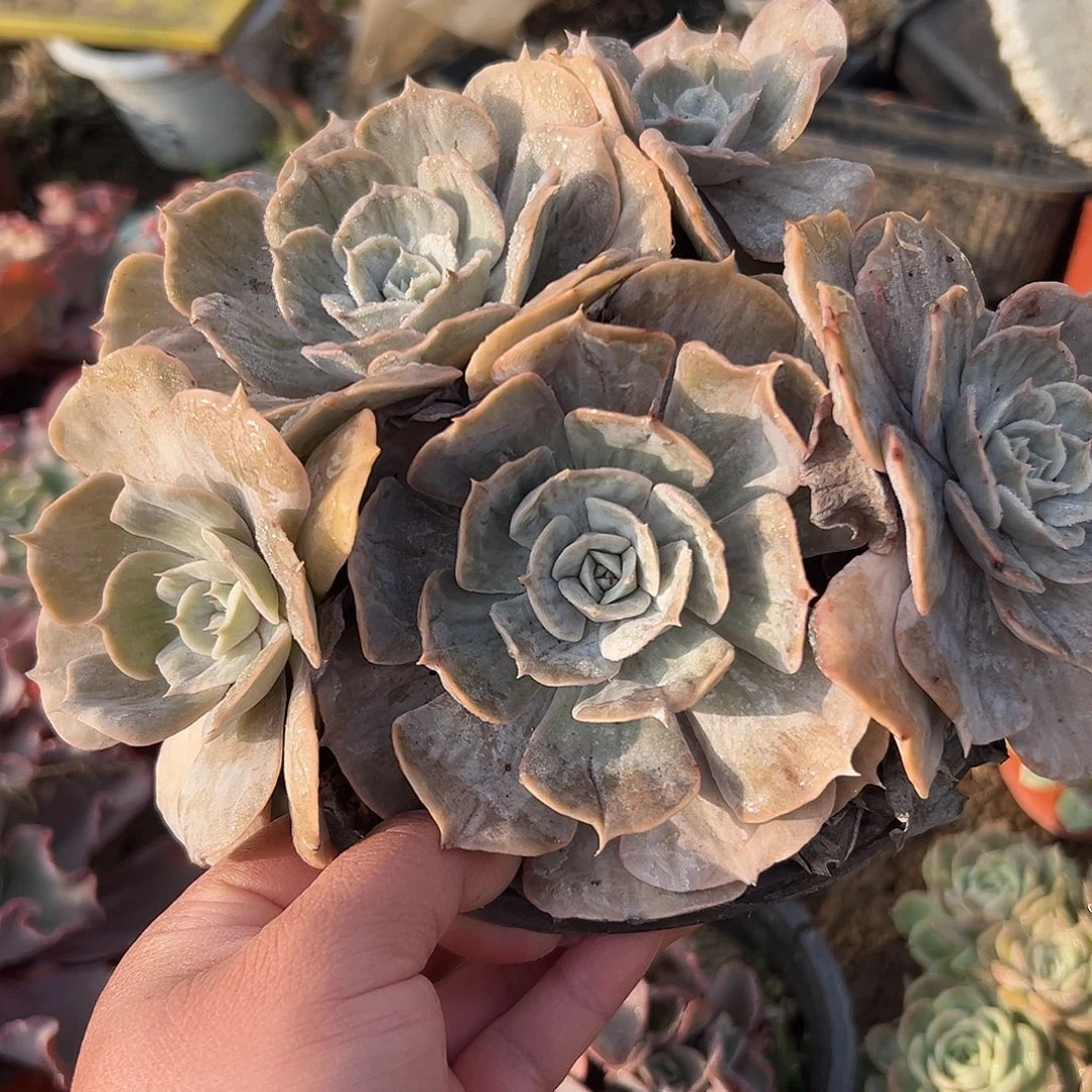 多肉植物漫威石化