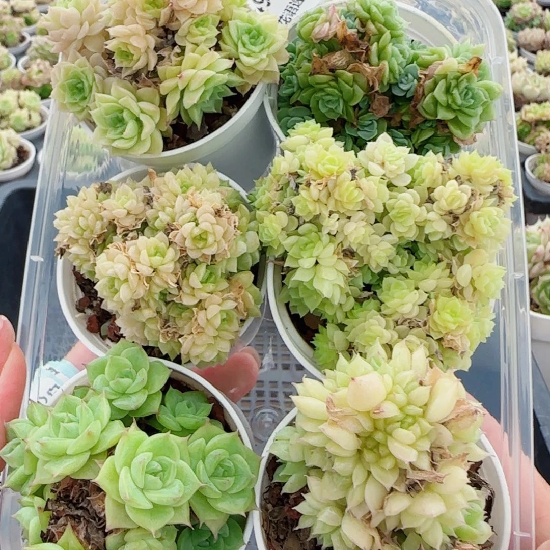 花语逸镜0702-49散六个