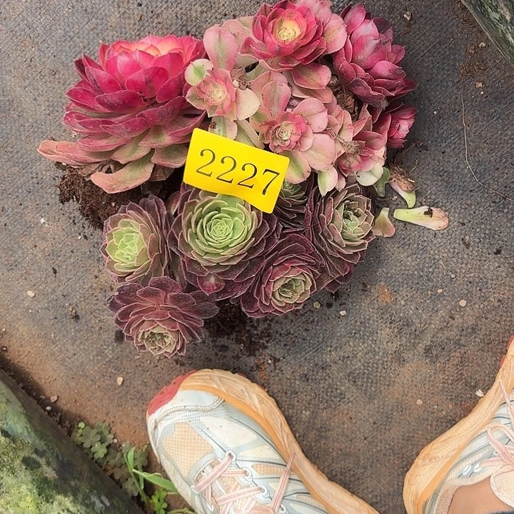 多肉植物福利2227