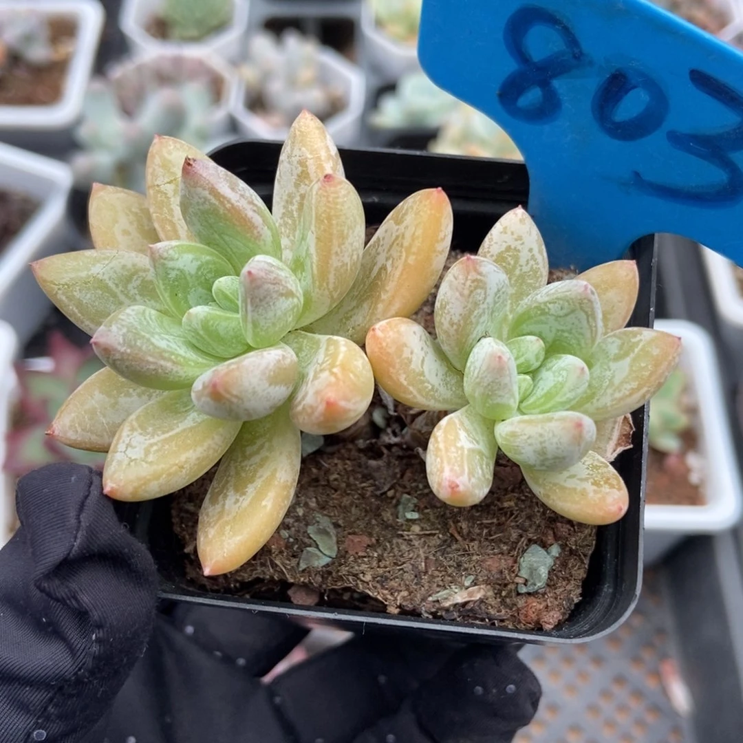 803阿凡达多肉植物保护