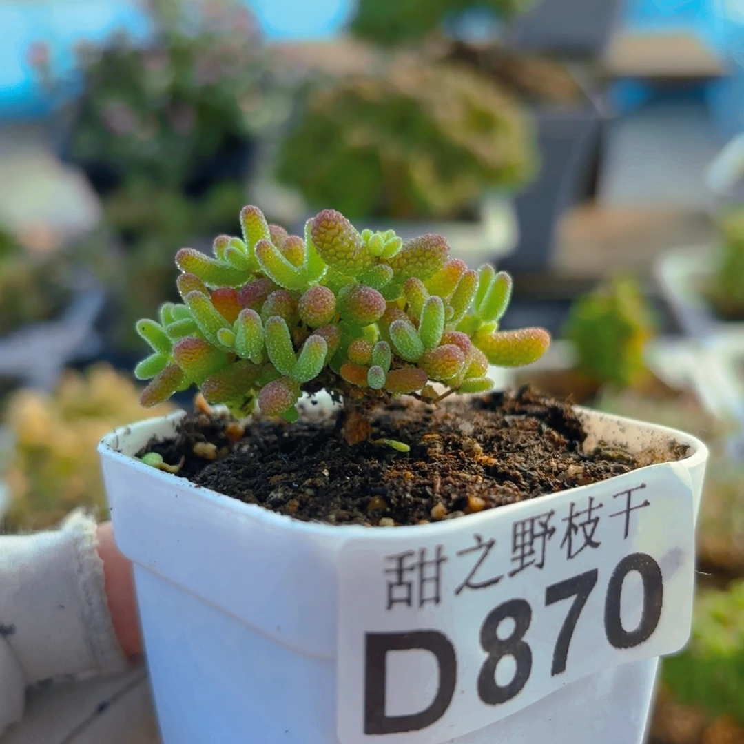 蜜橘糖球870。