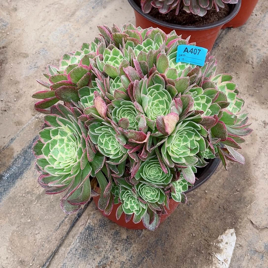 @*子多肉植物海鲜407