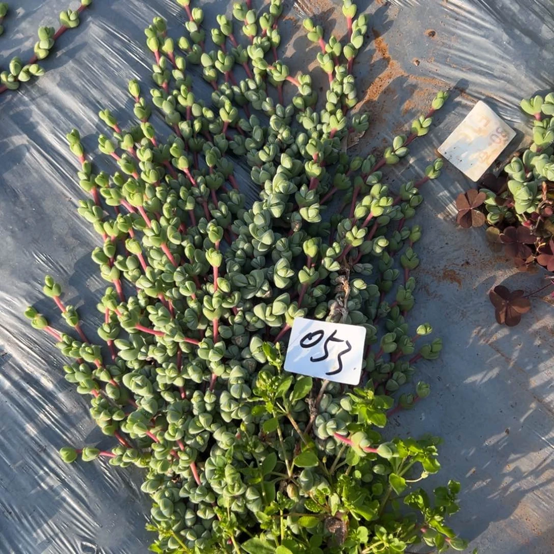 053碧玉连多肉法师