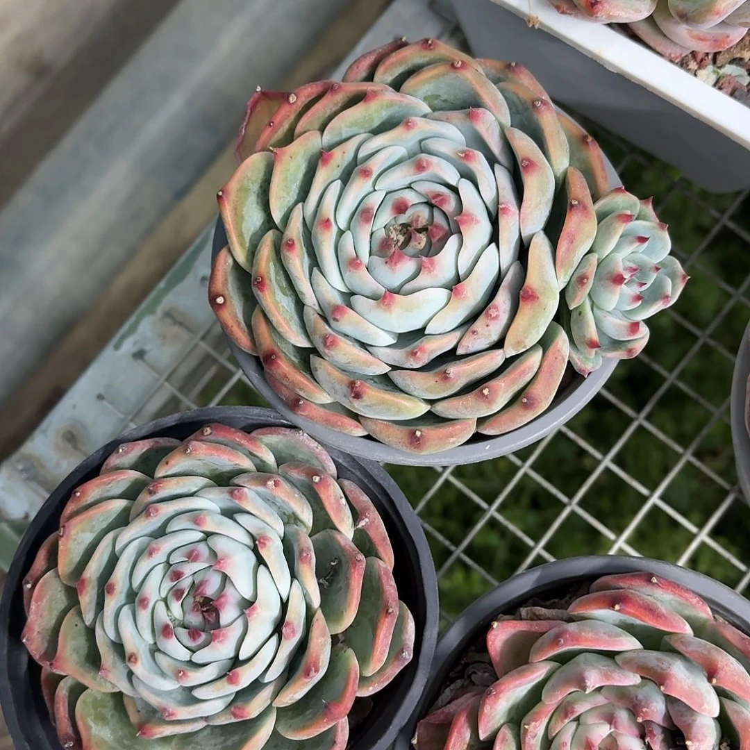 吉娃娃大单头12㎝盆参考