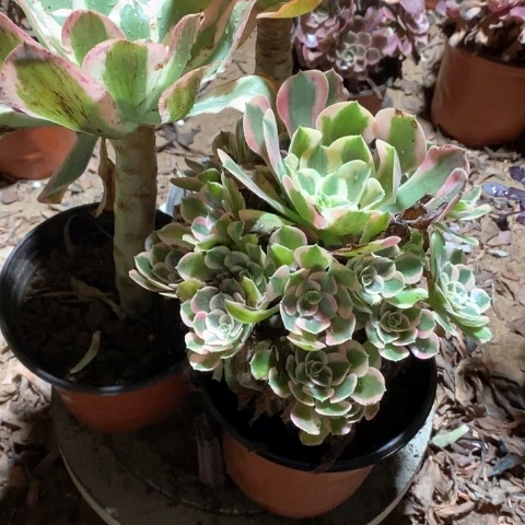 妙****877三颗法师多肉植物