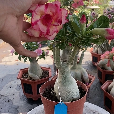 【闪购商品】无花朵ʚ***膀绿植