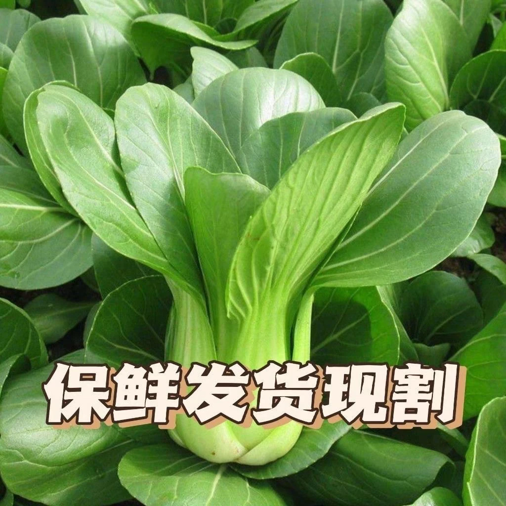 小青菜蔬菜新鲜青菜小油菜新鲜香菇菜绿叶蔬菜当季上海青