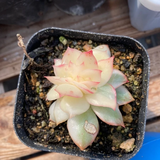 月光女神锦缀化多肉植物