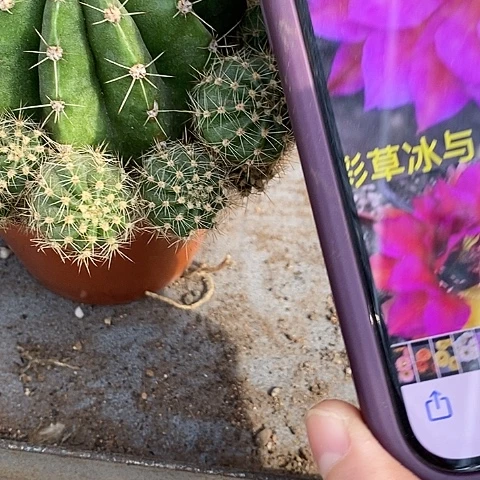 冰与火仙人球，267900