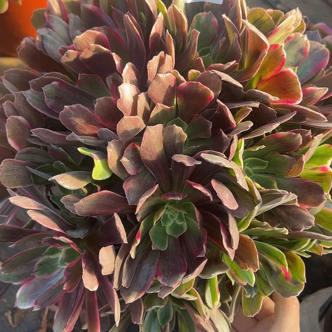 12.25-42灰姑娘多肉植物