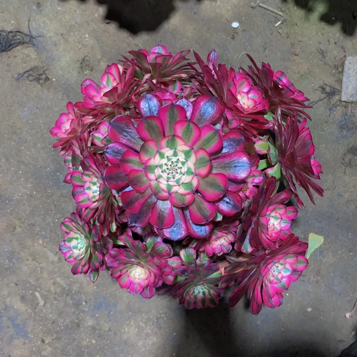 无花朵红铜白00000000