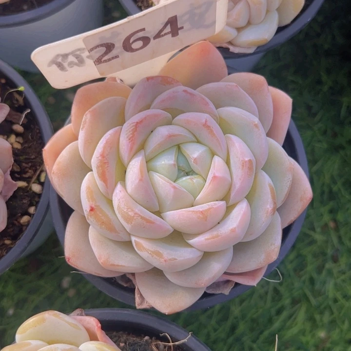 健健康康平平安安