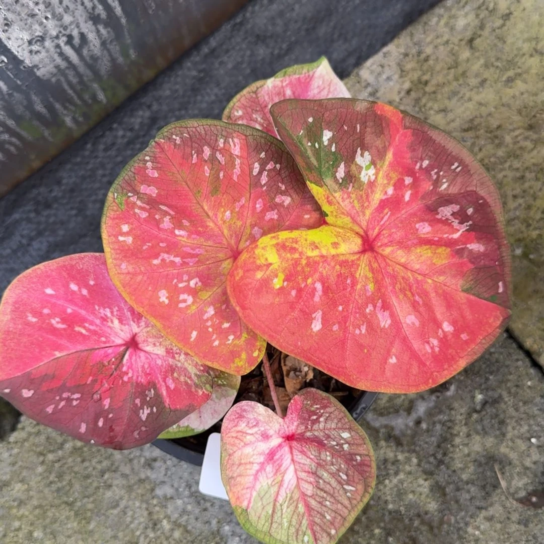 泰国彩叶芋105-1105