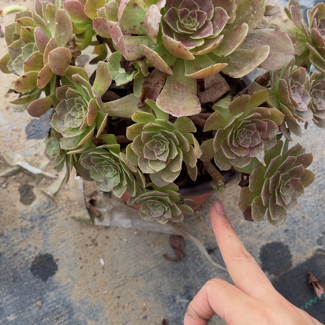 794多肉植物捧花的