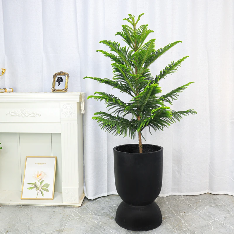 南洋杉盆栽(金钱树）室内外装饰四季常绿大型绿植氛围十足