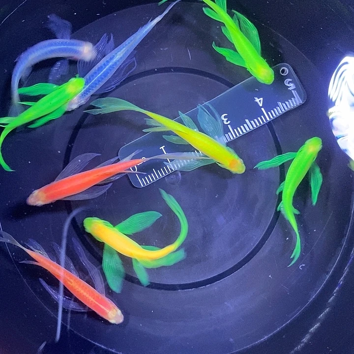 斑马鱼蝶翼斑马瑕疵练手鱼3-4厘米10条