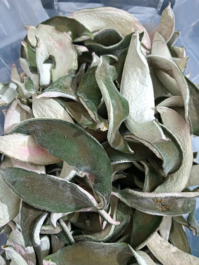 新鲜化州橘红生皮单爪 毛绒外皮含量高【大岭直发】