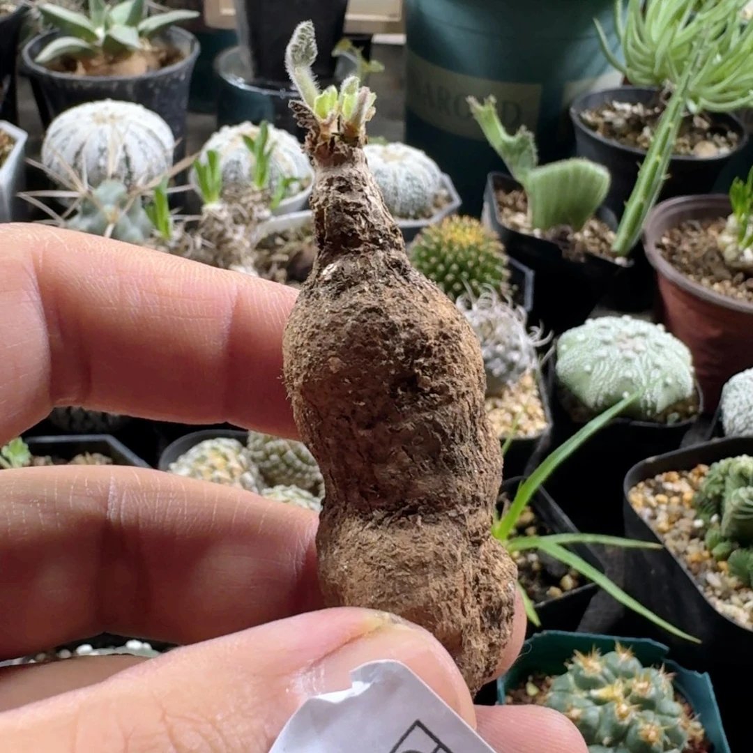 213枯木洋葵脱土发货