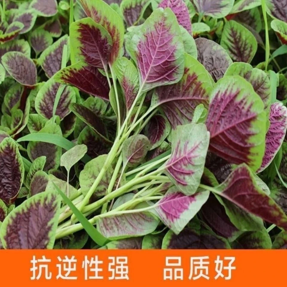 红苋菜种子圆叶速生蔬菜种子汗菜籽阳台庭院超耐热蔬菜种子大全