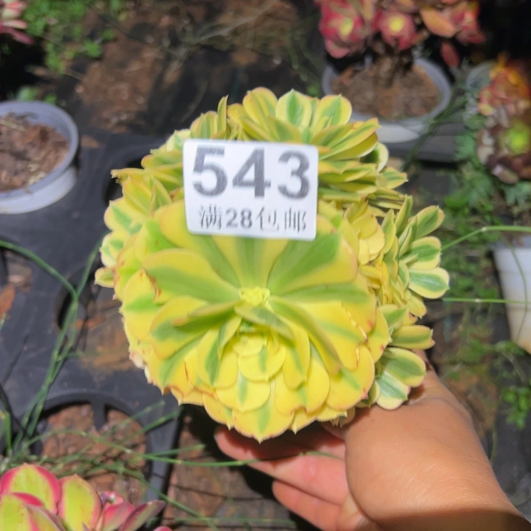多肉植物543无售后