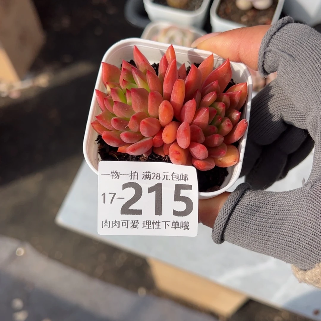 红酒东云多肉多肉多肉多肉