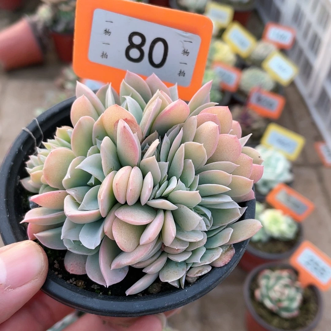 【闪购商品】80号的