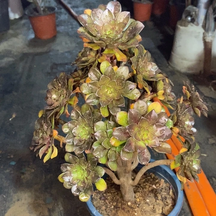 灰法多肉植物65。