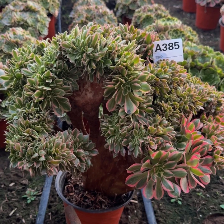 园***园法师不包损多肉粉女郎缀385号多肉