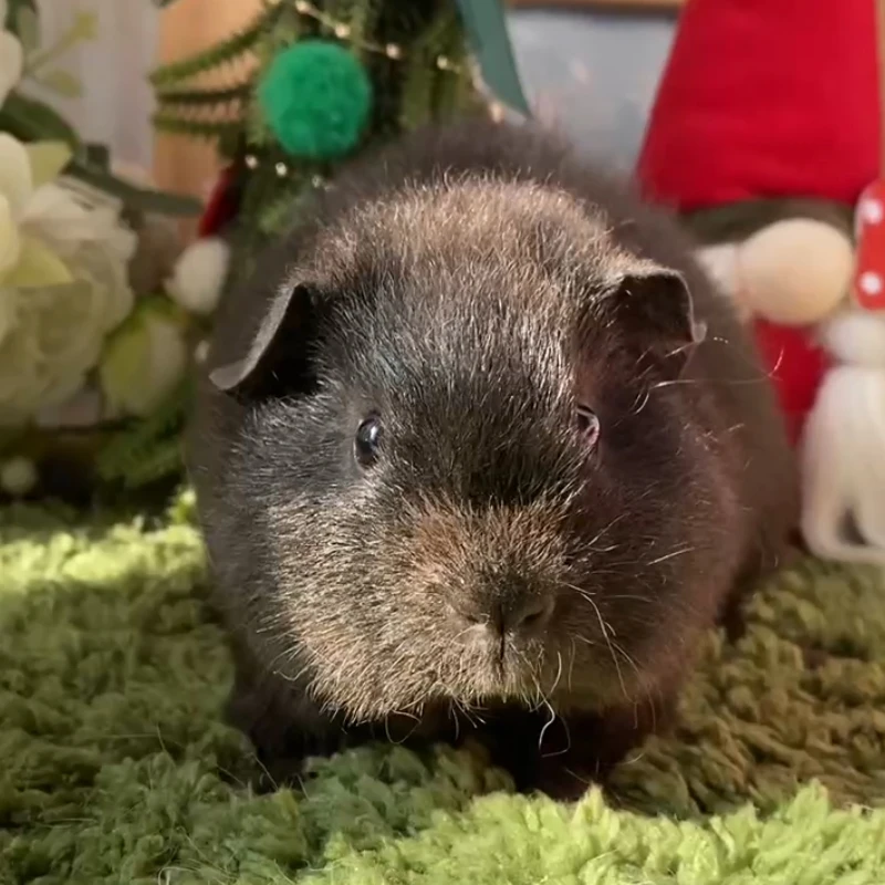 25536荷兰猪豚鼠活体宠物天竺鼠直播挑选美泰弟弟生日：10-8（C27）