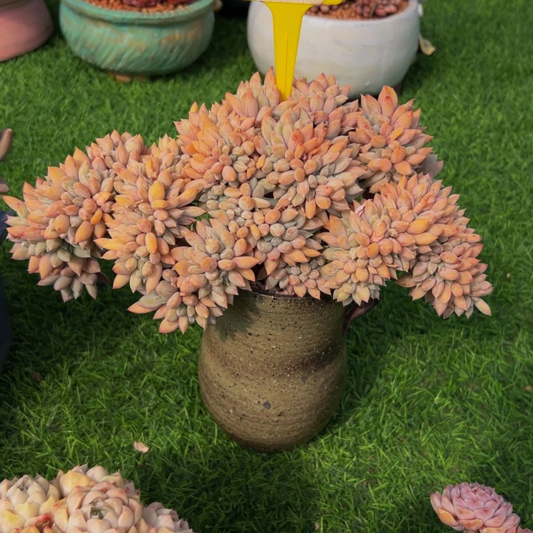 燕*胖美人缀带盆96号