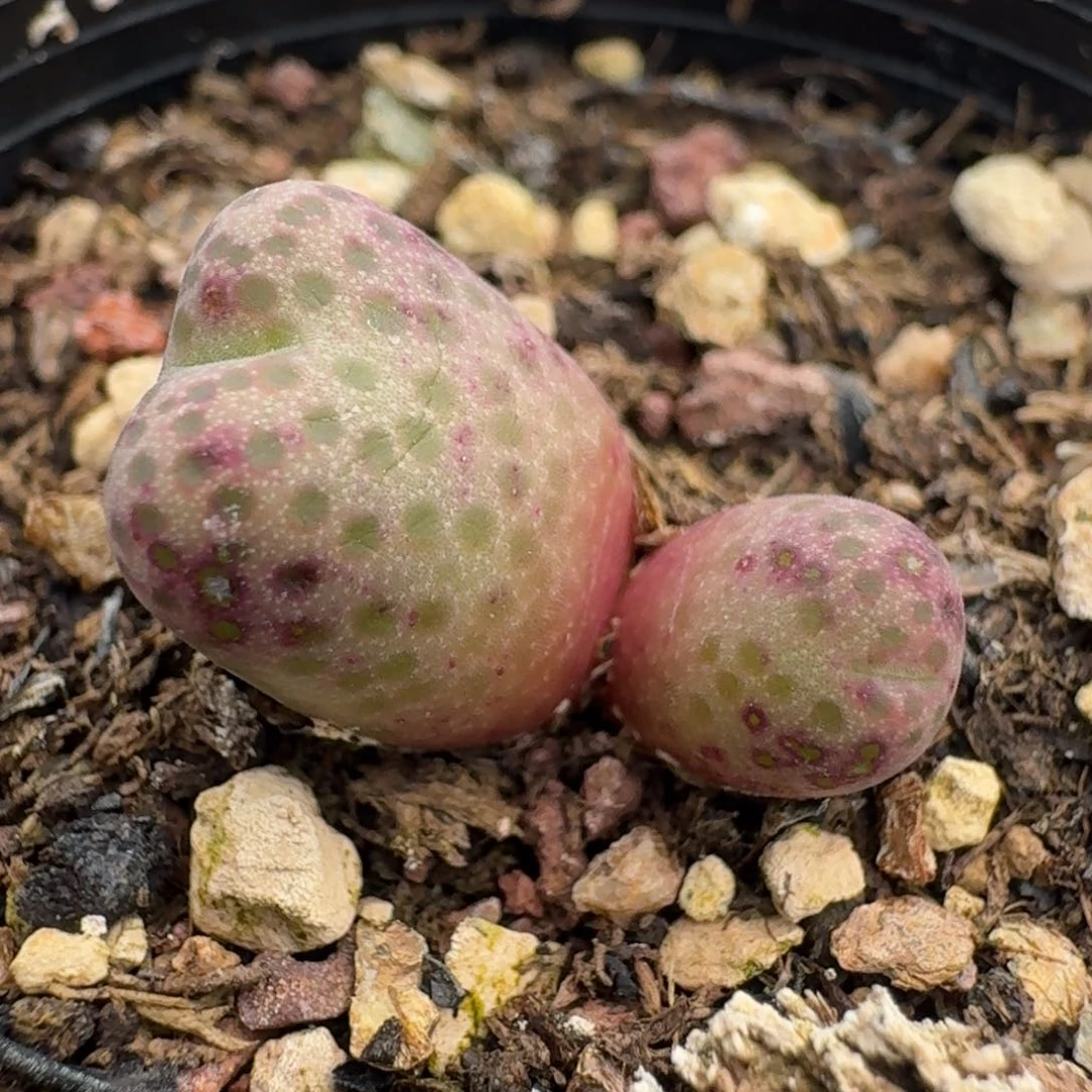 389带盆土发货斑马000000