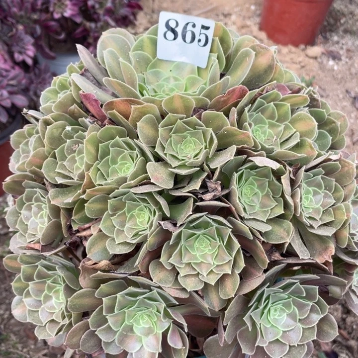 无花朵865多肉植物女巫中斑