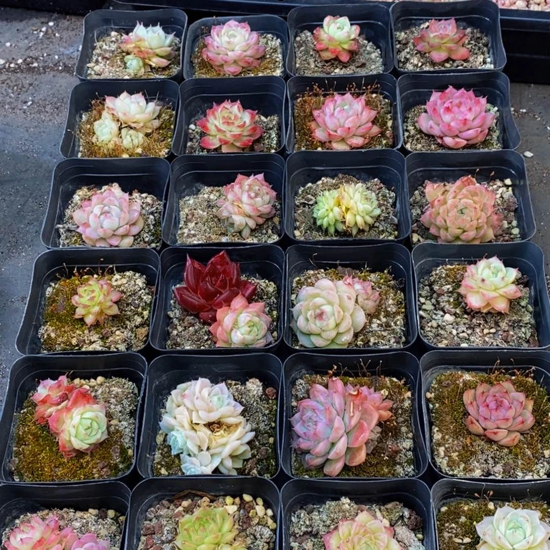 539的人和我一起看