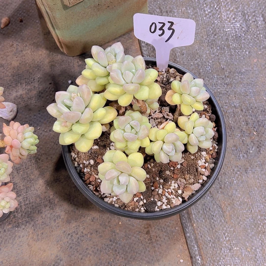 海*心33泡泡糖。。。。。。。