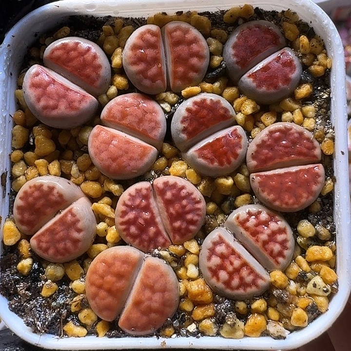 生石花1111212。  92